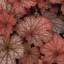 HEUCHERA Heureka 'Sweet Princess', Heureka Series, Alum Root, Coral Bells