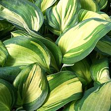 HOSTA 'Great Expectations', Plantain Lily