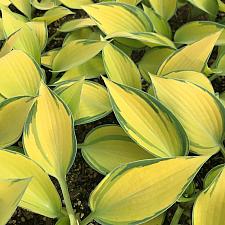 HOSTA 'June', Plantain Lily