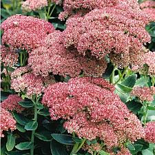 HYLOTELEPHIUM 'Autumn Joy' ('Herbstfreude') (syn. SEDUM), Stonecrop