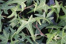 HEDERA helix 'Needlepoint', Miniature Bird Foot Ivy, English or Common Ivy