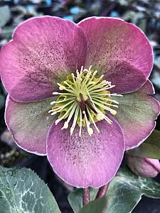 HELLEBORUS Frostkiss 'Pippa's Purple', Lenten Rose