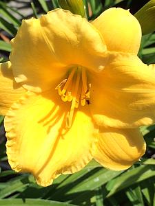 HEMEROCALLIS 'Stella de Oro' ('Stella D'Oro'), Daylily