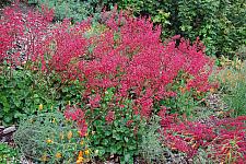 HEUCHERA 'Canyon Delight', Coral Bells