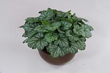 HEUCHERA Kira 'Evergreen Forest', Kira Series, Alum Root, Coral Bells