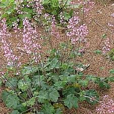 HEUCHERA 'Old La Rochette', Alum Root, Coral Bells