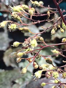 HEUCHERA 'Palace Purple', Alum Root, Coral Bells