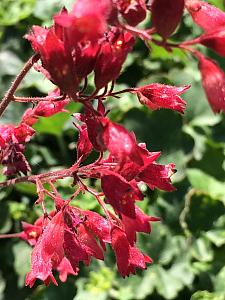 HEUCHERA x brizoides 'Firefly', Alum Root, Coral Bells