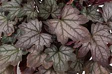 HEUCHERELLA Kirella 'Autumn Shades', Kirella Series, Alum Root, Coral Bells