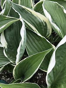 HOSTA 'Francee', Plantain Lily