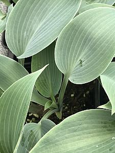 HOSTA 'Halcyon', Plantain Lily