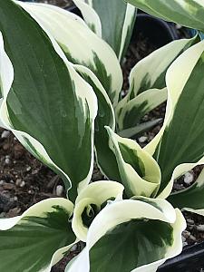 HOSTA 'Minuteman', Plantain Lily