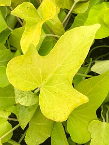 IPOMOEA batatas 'Margarita', Sweet Potato Vine