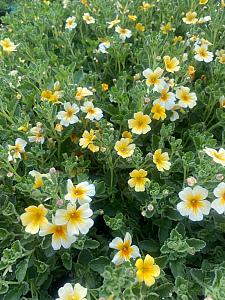 JAMESBRITTENIA Stardom 'Goldstar' (Sutera cordata), Bacopa