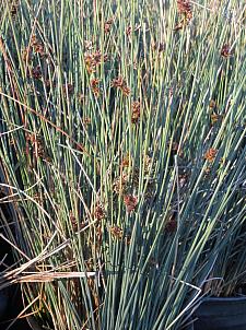 JUNCUS patens 'Elk Blue', Blue or Gray Rush, California Gray Rush