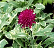 KNAUTIA macedonica 'Thunder and Lightning', Field Scabiosa