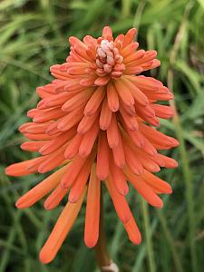 KNIPHOFIA 'Ember Glow', Torch Lily, Poker Plant