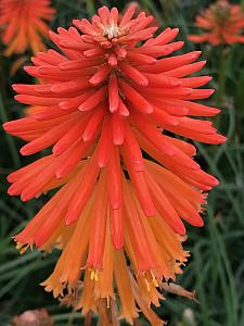 KNIPHOFIA 'Fire Glow', Torch Lily, Poker Plant