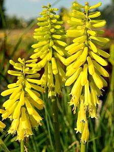 KNIPHOFIA 'Lemon Popsicle', Torch Lily, Poker Plant