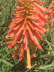 KNIPHOFIA 'Papaya Popsicle', Torch Lily, Poker Plant