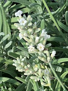 LAVANDULA angustifolia 'Beezee White', BeeZee Series English Lavender