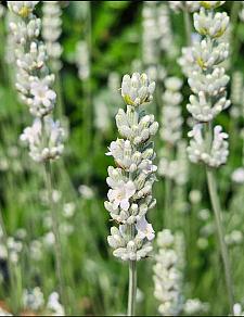 LAVANDULA 'Exceptional', Lavender