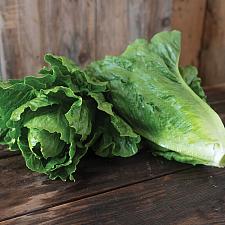 LETTUCE 'Chalupa' (Romaine), Organic Romaine Lettuce