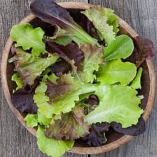 LETTUCE 'Gourmet Blend', Organic Gourmet Lettuce Blend