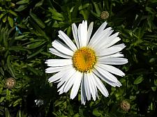 LEUCANTHEMUM x superbum 'Snow Lady', Shasta Daisy