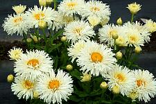 LEUCANTHEMUM x superbum 'Coconut', Shasta Daisy