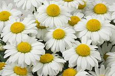 LEUCANTHEMUM 'Darling Daisy Supreme', Shasta Daisy