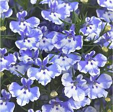 LOBELIA erinus Magadi 'Compact Blue Bay' (syn. 'Klele20103'), Edging Lobelia, Magadi Series