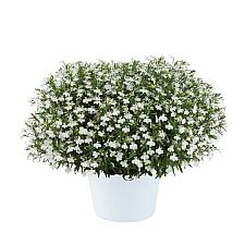 LOBELIA erinus Glow 'White Lightning', Glow Series Lobelia, Trailing or Edging Lobelia