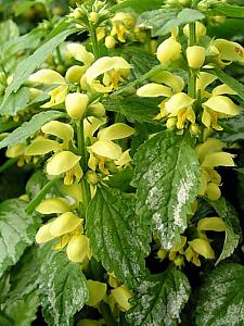 LAMIASTRUM galeobdolon 'Variegatum', Yellow Archangel