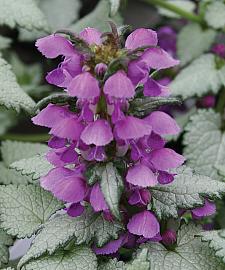 LAMIUM maculatum 'Ghost', Spotted Dead Nettle