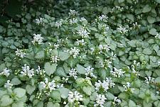 LAMIUM maculatum 'White Nancy', Spotted Dead Nettle