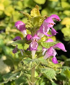 LAMIUM maculatum 'Aureum', Spotted, Golden or Creeping Dead Nettle