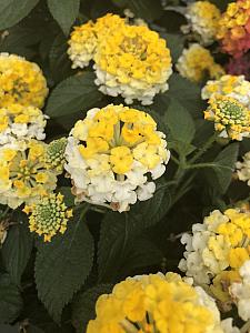 LANTANA camara 'Bandana Lemon Zest', Weeping or Trailing Lantana, Polecat Geranium