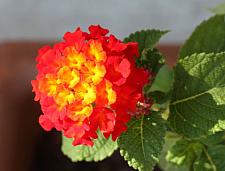 LANTANA 'Dallas Red', Weeping or Trailing Lantana, Polecat Geranium