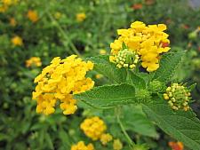 LANTANA montevidensis 'New Gold', Weeping or Trailing Lantana, Polecat Geranium