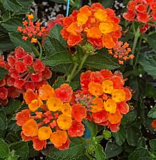 LANTANA camara 'Radiation', Weeping or Trailing Lantana, Polecat Geranium