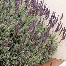 LAVANDULA x heterophylla 'Goodwin Creek Grey', Lavender