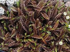 LEPTINELLA squalida 'Platt's Black', 