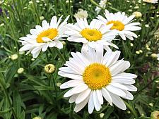 LEUCANTHEMUM x superbum 'Becky', Shasta Daisy