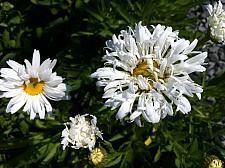 LEUCANTHEMUM x superbum 'Crazy Daisy', Shasta Daisy