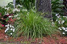 LOMANDRA longifolia 'Katrinus Deluxe', Mat Rush