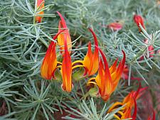 LOTUS maculatus 'Gold Flash', Trefoil