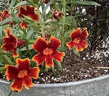 MIMULUS aurantiacus 'Jelly Bean Fiesta Marigold', Bush or Sticky Monkey Flower