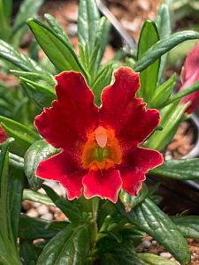 MIMULUS Mai Tai 'Red', Bush or Sticky Monkey Flower