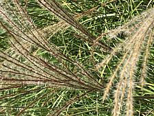 MISCANTHUS transmorrisonensis, Eulalia Grass